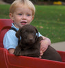 AKC Registered Chocolate Labrador Retriever Puppy For Sale Sugarcreek OH Male- Travis