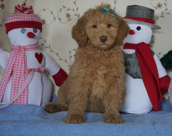 Standard F1B Goldendoodle For Sale Sugarcreek, OH Male- Bubbles