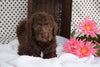 Labradoodle For Sale Fredericksburg OH Male CoCo