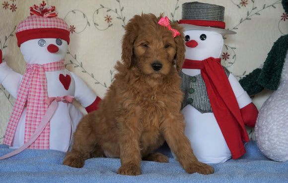 Standard F1B Goldendoodle For Sale Sugarcreek, OH Female- Lollipop