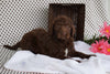 Labradoodle For Sale Fredericksburg OH Male CoCo