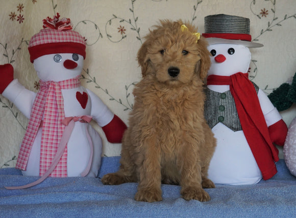 Standard F1B Goldendoodle For Sale Sugarcreek, OH Male- Sugar