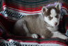 AKC Registered Siberian Husky For Sale Fredericksburg, OH Female Cheyenne