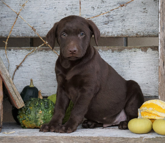 AKC Registered Chocolate Labrador Retriever Puppy For Sale Sugarcreek OH Male- Travis