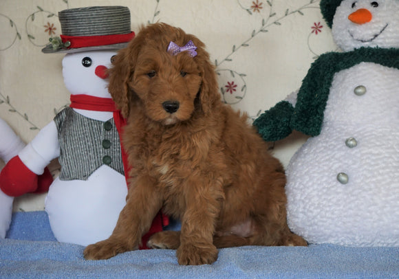 Standard F1B Goldendoodle For Sale Sugarcreek, OH Male- Bingo