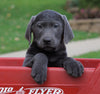 AKC Registered Charcoal Labrador Retriever Puppy For Sale Sugarcreek, OH Male- Jordan