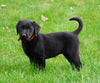 Labrador Retriever For Sale Fredericksburg, OH Female- Sadie