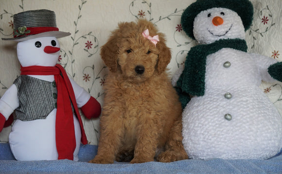 Standard F1B Goldendoodle For Sale Sugarcreek, OH Female- Sunshine