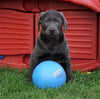 AKC Registered Charcoal Labrador Retriever Puppy For Sale Sugarcreek, OH Male- Jordan