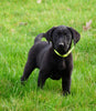 Labrador Retriever For Sale Fredericksburg, OH Female- Luna