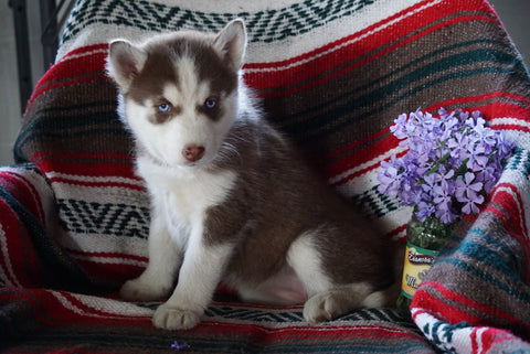AKC Registered Siberian Husky For Sale Fredericksburg OH Female Sharon