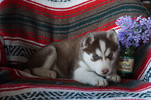 AKC Registered Siberian Husky For Sale Fredericksburg OH Female Shelly