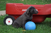 AKC Registered Charcoal Labrador Retriever Puppy For Sale Sugarcreek, OH Male- Jordan