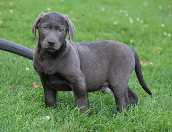 AKC Registered Charcoal Labrador Retriever Puppy For Sale Sugarcreek, OH Male- Jordan