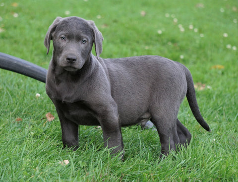 AKC Registered Charcoal Labrador Retriever Puppy For Sale Sugarcreek, OH Male- Jordan