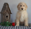 F1B Mini Labradoodle For Sale Millersburg, OH Male- Frank