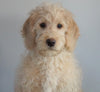 F1B Mini Labradoodle For Sale Millersburg, OH Male- Frank