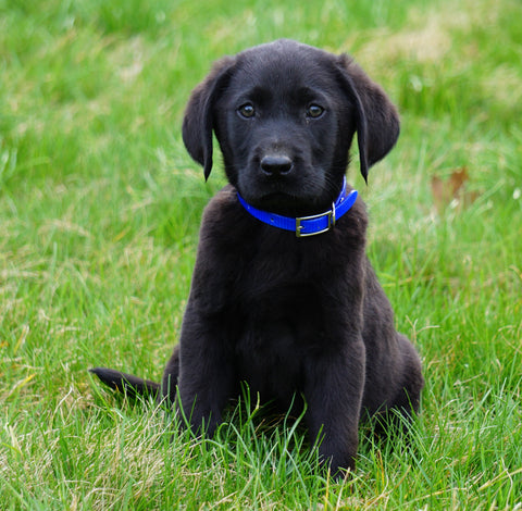 Labrador Retriever For Sale Fredericksburg, OH Male- Dexter
