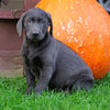 AKC Registered Charcoal Labrador Retriever Puppy For Sale Sugarcreek, OH Male- Arthur