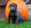 AKC Registered Charcoal Labrador Retriever Puppy For Sale Sugarcreek, OH Male- Arthur