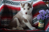 AKC Registered Siberian Husky For Sale Fredericksburg OH Female Sheila