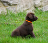 Labrador Retriever For Sale Fredericksburg, OH Female- Sydney