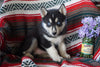 AKC Registered Siberian Husky For Sale Fredericksburg Oh Male Conrad