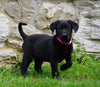 Labrador Retriever For Sale Fredericksburg, OH Female- Cassie