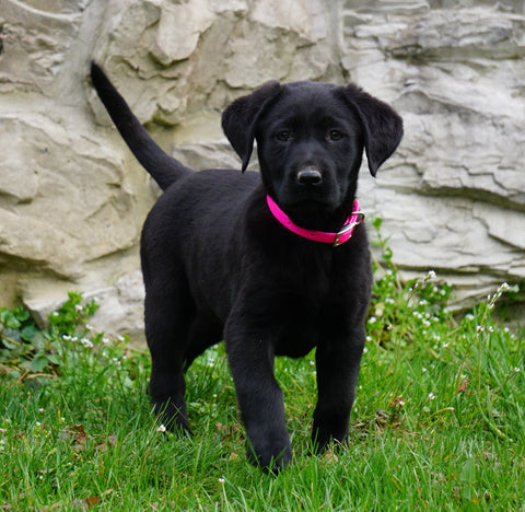 Labrador Retriever For Sale Fredericksburg, OH Female- Cassie