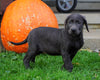 AKC Registered Charcoal Labrador Retriever Puppy For Sale Sugarcreek, OH Female- Nelly