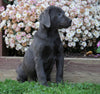 AKC Registered Charcoal Labrador Retriever Puppy For Sale Sugarcreek, OH Female- Nelly