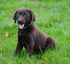 Labrador Retriever For Sale Fredericksburg, OH Female- Baylee