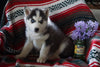 AKC Registered Siberian Husky For Sale Fredericksburg OH Male Canon