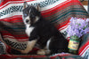 AKC Registered Siberian Husky For Sale Fredericksburg OH Male Cooper