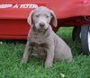 AKC Registered Silver Labrador Retriever Puppy For Sale Sugarcreek, OH Male- Fernando