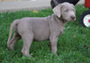 AKC Registered Silver Labrador Retriever Puppy For Sale Sugarcreek, OH Male- Fernando
