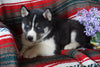 AKC Registered Siberian Husky For Sale Fredericksburg OH Male Corey