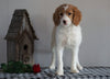 F1B Mini Labradoodle For Sale Millersburg, OH Female- Fancy