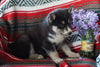 AKC Registered Siberian Husky For Sale Fredericksburg OH Female Cheryl
