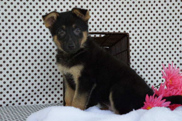 German Shepherd For Sale Fredericksburg OH Male Mack