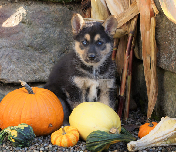 German Shepherd/ Siberian Husky Mix For Sale Millersburg, OH Female- Skye