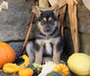 German Shepherd/ Siberian Husky Mix For Sale Millersburg, OH Female- Skye