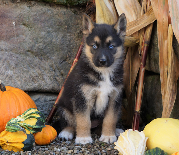 German Shepherd/ Siberian Husky Mix For Sale Millersburg, OH Female- Tinker