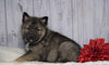 Norwegian Elkhound Hybrid For Sale Adamsville, OH Female - Trixie