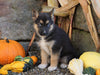 German Shepherd/ Siberian Husky Mix For Sale Millersburg, OH Female- Tinker