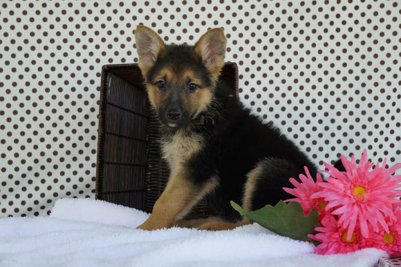 German Shepherd For Sale Fredericksburg OH Male Midnight