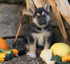 German Shepherd/ Siberian Husky Mix For Sale Millersburg, OH Female- Pumpkin