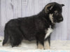 Norwegian Elkhound Hybrid For Sale Adamsville, OH Female - Allie
