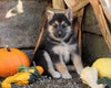 German Shepherd/ Siberian Husky Mix For Sale Millersburg, OH Female- Autumn