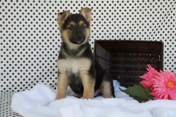 German Shepherd For Sale Fredericksburg OH Female Macey